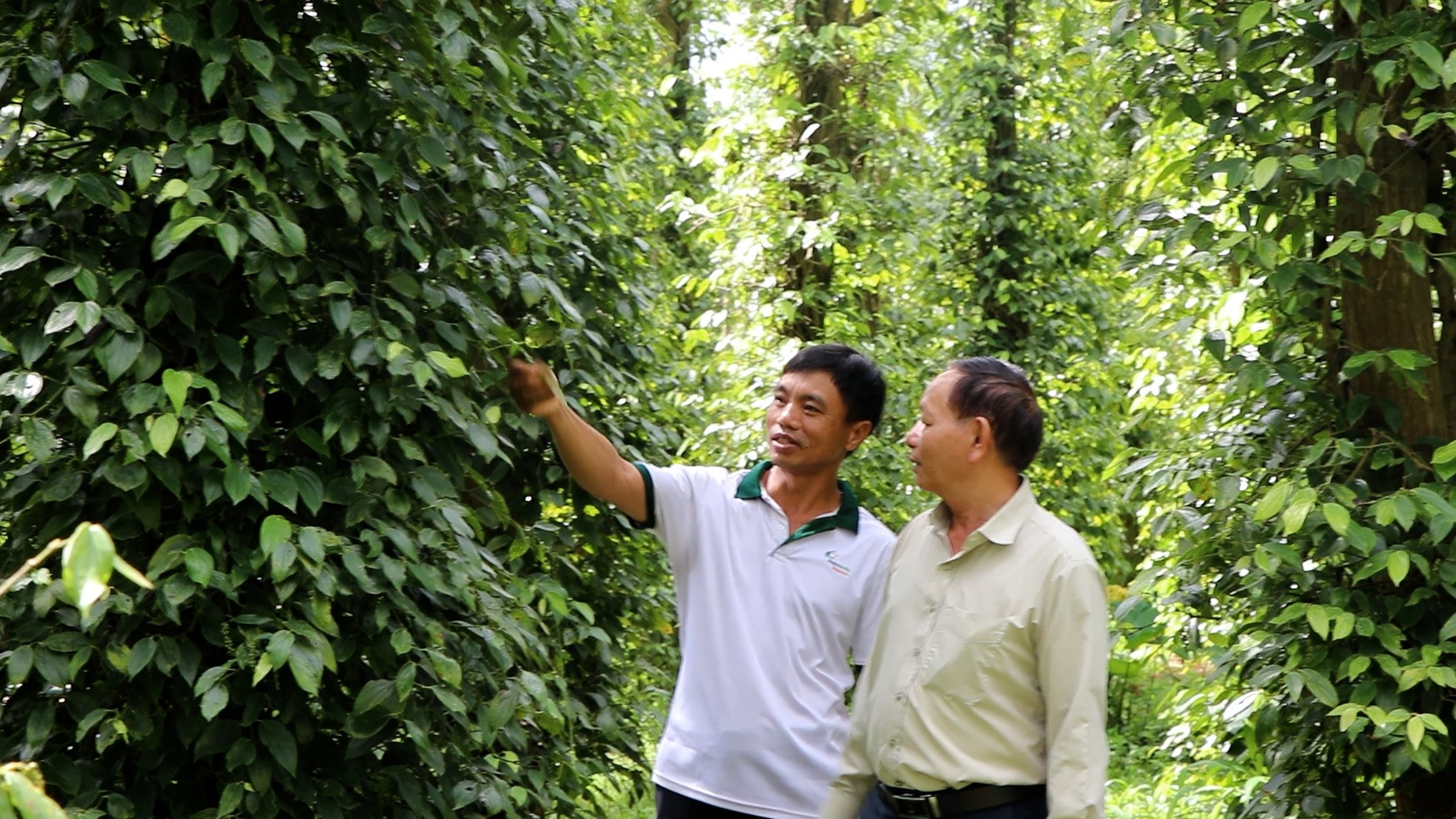 កសិករនៅឃុំ Quang Thanh (ស្រុក Chau Duc) បានប្តូរទៅថែទាំម្រេចសរីរាង្គ ដើម្បីបង្កើនតម្លៃកសិផល។