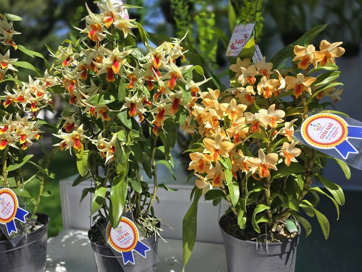 Ngắm muôn sắc hoa lan ở Tao Đàn - Ảnh 1.