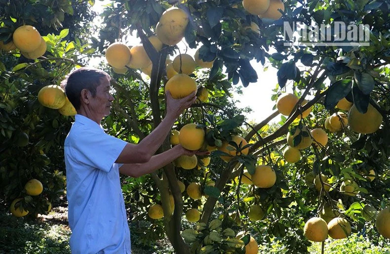 Sơn La tổng kết 10 năm trồng cây ăn quả trên đất dốc ảnh 5