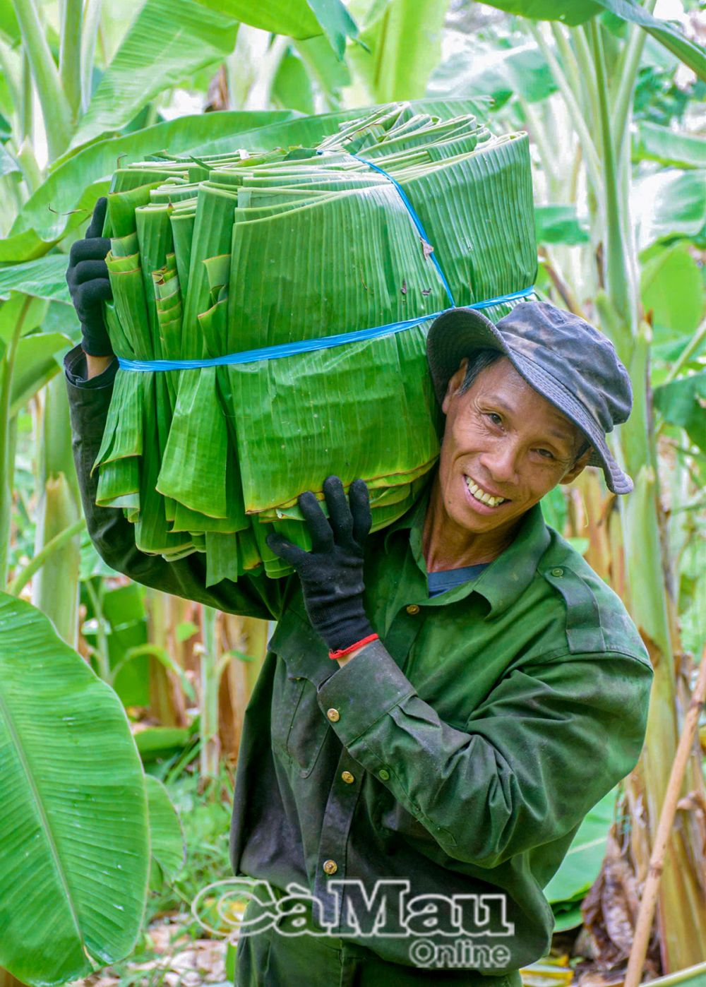 Gia đình anh Võ Minh Út thu nhập ổn định nhờ trồng chuối bán lá.