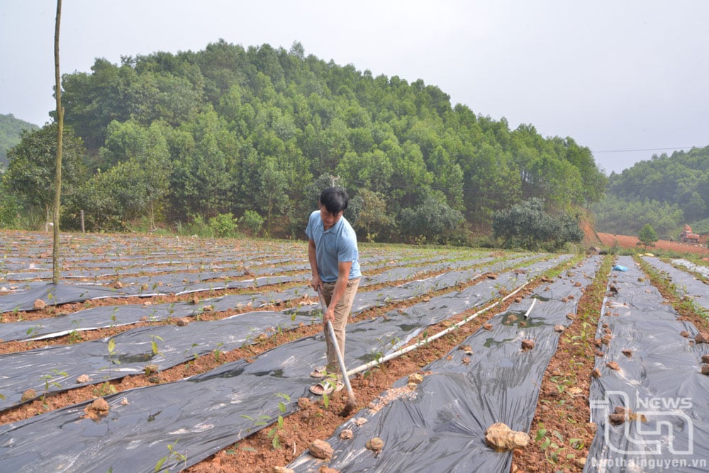 Người dân xã Yên Lạc (Phú Lương) trồng lại diện tích chè già cỗi.