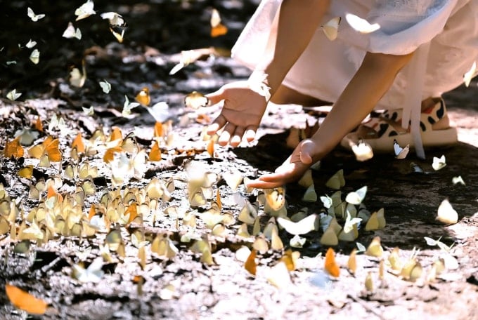 Đang mùa bướm đủ loại, đủ màu sắc. Ảnh: Thuy Ja