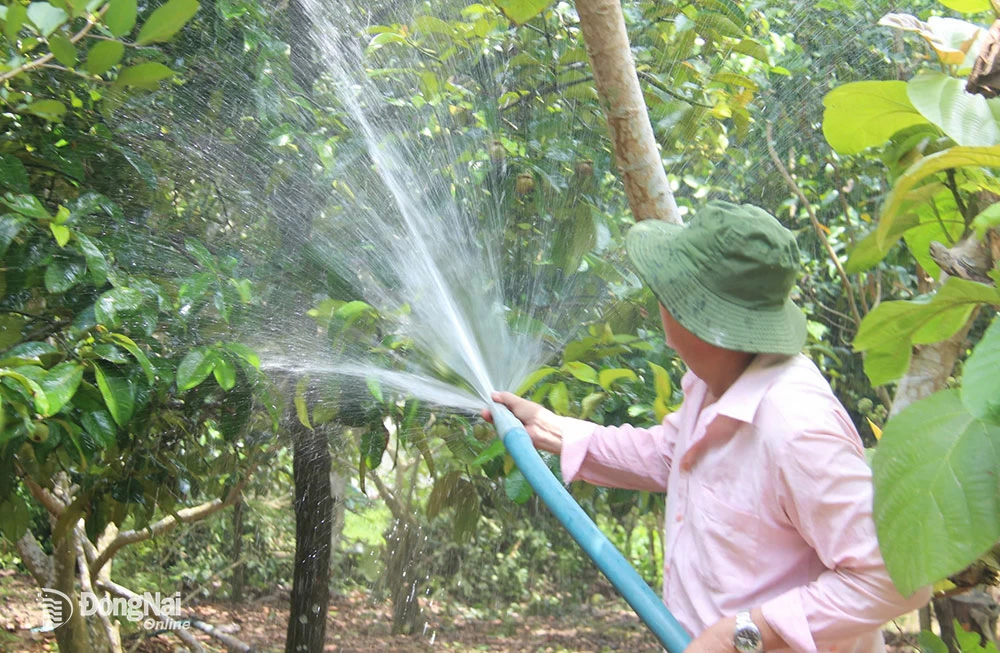 6. Công việc tưới tiêu được các chủ vườn chăm chút để trái cây chín rộ vào cuối tháng 5, đầu tháng 6 để đón du khách ghé tham quan.