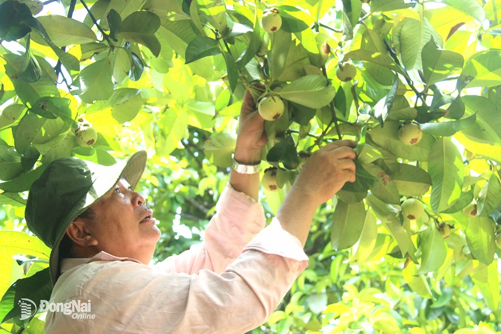 4. Ngoài sầu riêng , măng cụt tại các vườn ở thành phố Long Khánh cũng đang chuẩn bị vào vụ thu hoạch. Trong ảnh: Ông Phương chăm sóc vườn cây măng cụt.