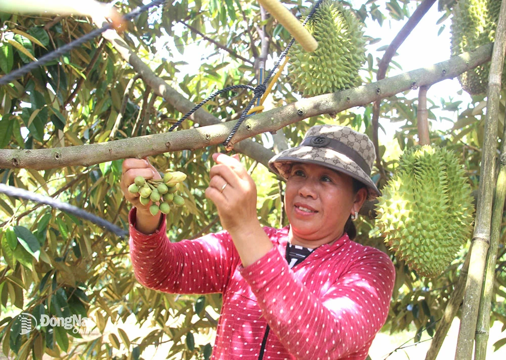 3.  Để những trái sầu riêng đạt chất lượng, các chủ vườn cũng phải hái bỏ những chùm hoa nở muộn.  