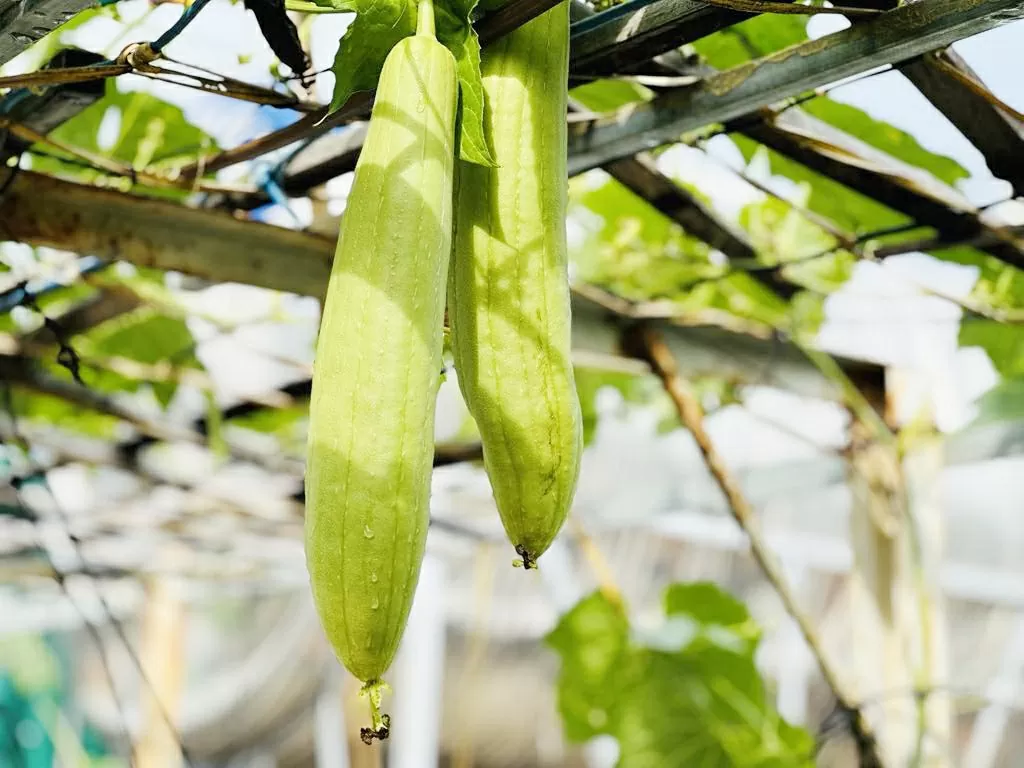 3 cosas que debes evitar al comer calabaza