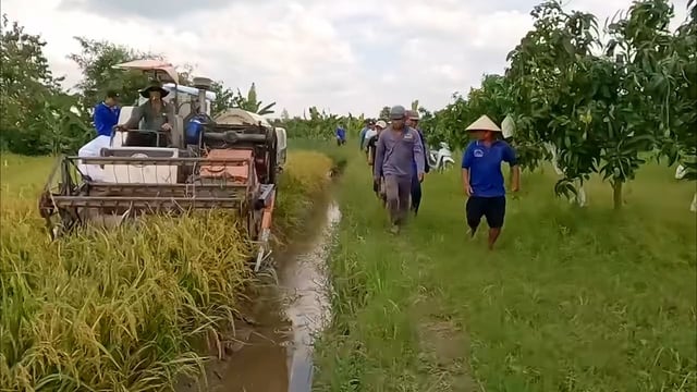 VIDEO: Cả xóm ở miền Tây rộn ràng săn chuột đồng - Ảnh 1.
