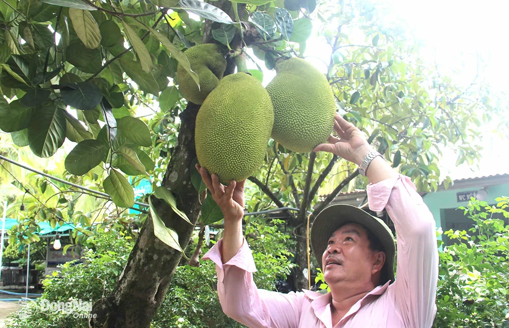 5.  Vườn mít của ông Hoàng Thái Phương (khu phố Bảo Vinh B, phường Bảo Vinh) chuẩn bị cho thu hoạch