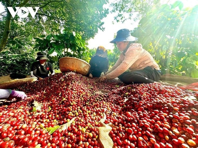Bà con Đắk Lắk sản xuất cà phê. Ảnh: VOV.