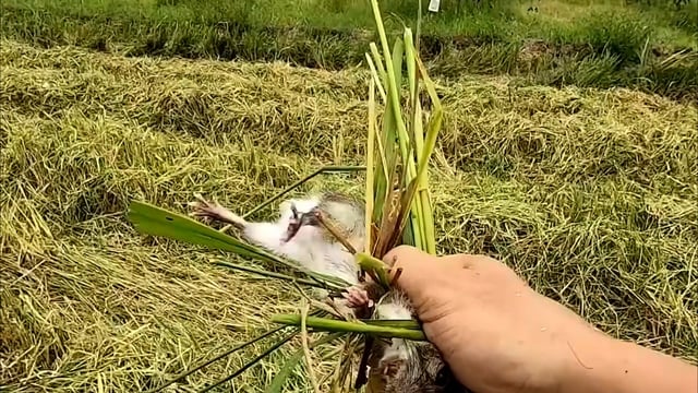 VIDEO: Cả xóm ở miền Tây rộn ràng săn chuột đồng - Ảnh 6.