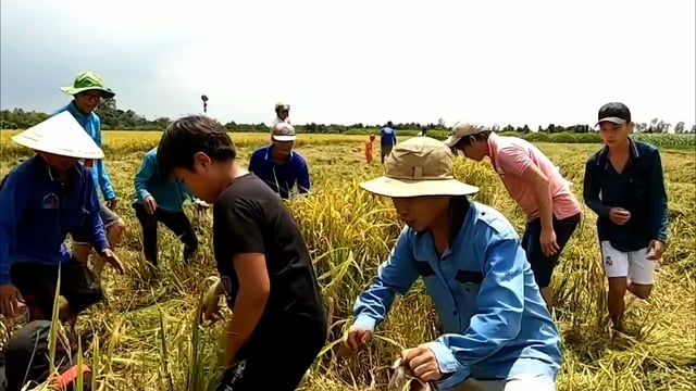 VIDEO: Cả xóm ở miền Tây rộn ràng săn chuột đồng - Ảnh 3.