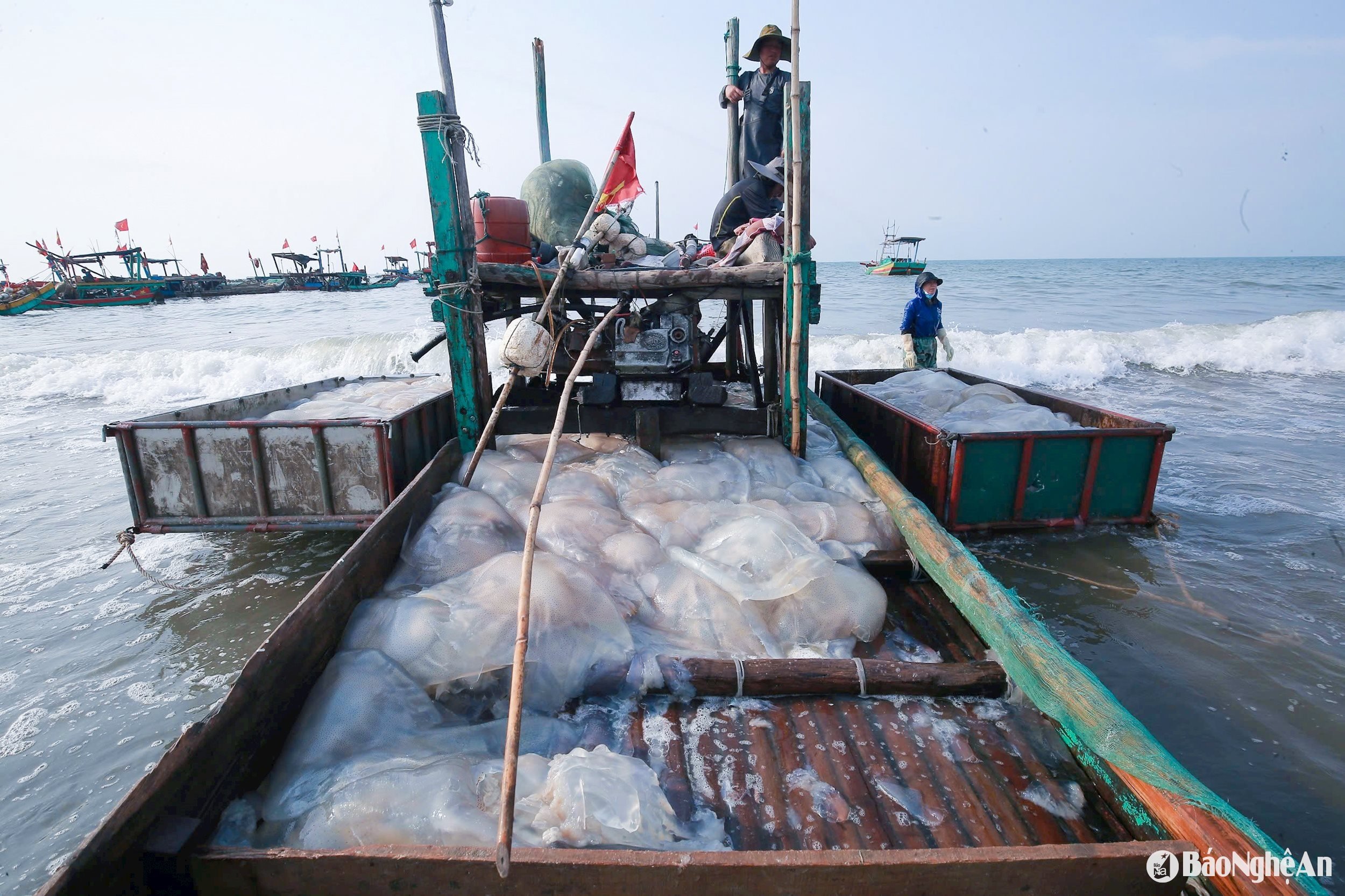 នាវា jellyfish