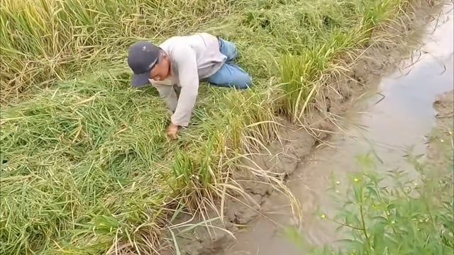 VIDEO: Cả xóm ở miền Tây rộn ràng săn chuột đồng - Ảnh 2.
