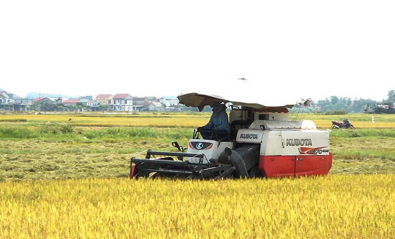 Nông dân TX. Ba Đồn áp dụng cơ giới hóa trong thu hoạch lúa.