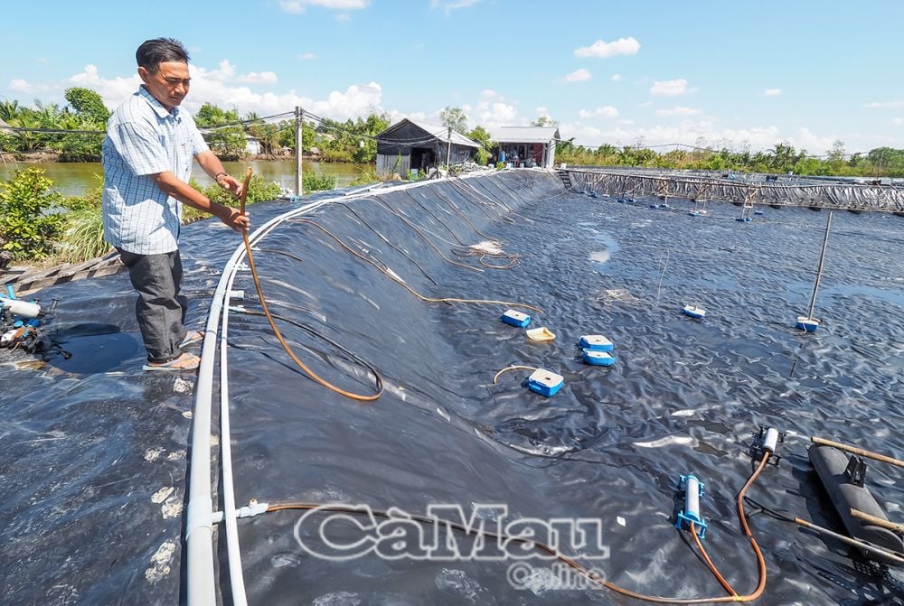 Anh Mân còn nuôi 2 đầm tôm siêu thâm canh tuần hoàn không xả thải, mỗi năm thu 15-20 tấn tôm thương phẩm.