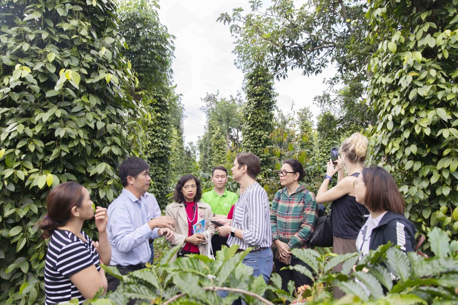 Giá tiêu hôm nay 17/5/2025: Tăng ở Tây Nguyên