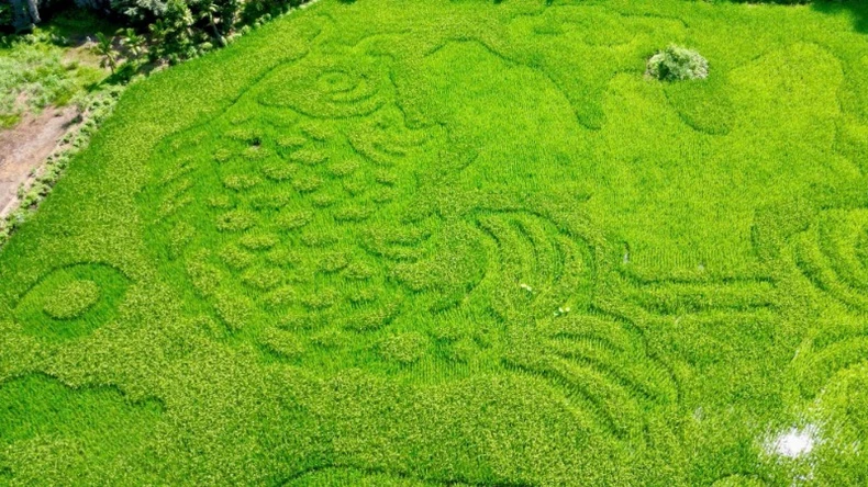 Độc đáo bức tranh “Cá chép vượt vũ môn” trên cánh đồng lúa Tam Cốc, Ninh Bình ảnh 2