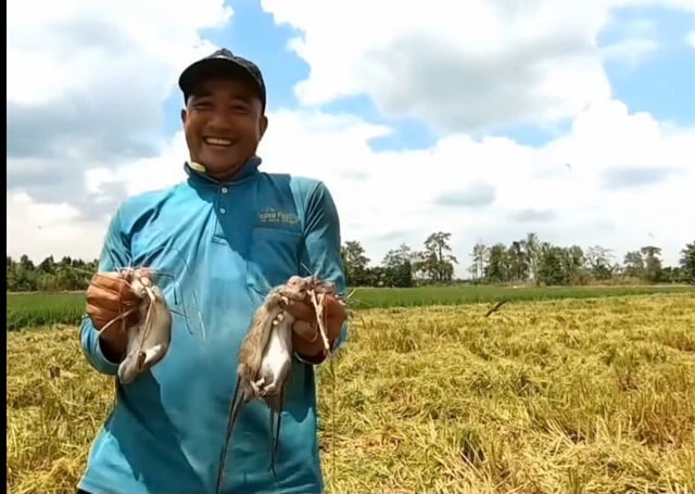 VIDEO: Cả xóm ở miền Tây rộn ràng săn chuột đồng - Ảnh 7.