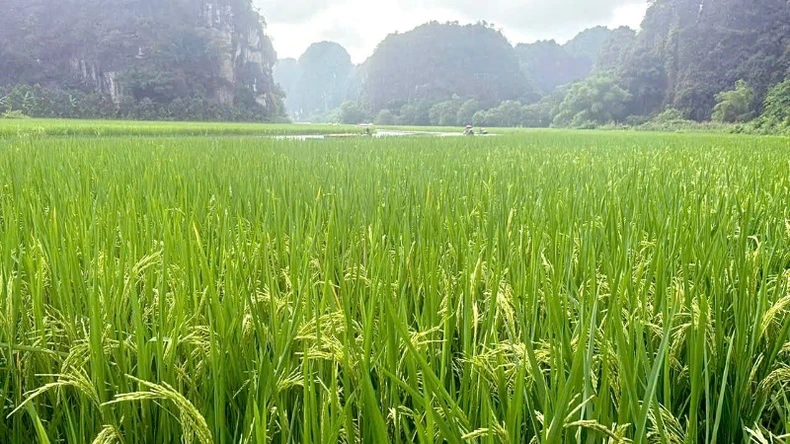 Độc đáo bức tranh “Cá chép vượt vũ môn” trên cánh đồng lúa Tam Cốc, Ninh Bình ảnh 3