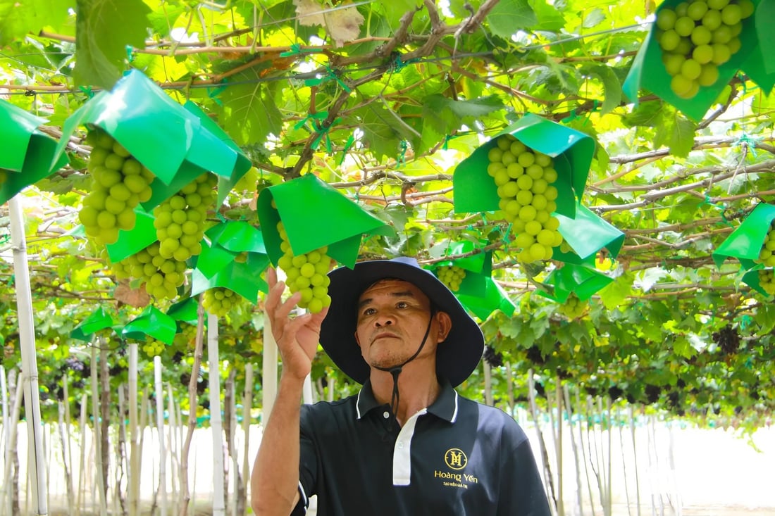 nho mẫu đơn - Ảnh 2.