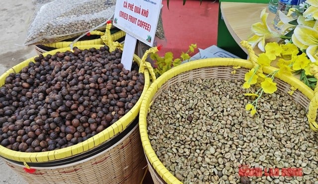 Đầu tư dài hạn vào cà phê, hạn chế phụ thuộc vào giá