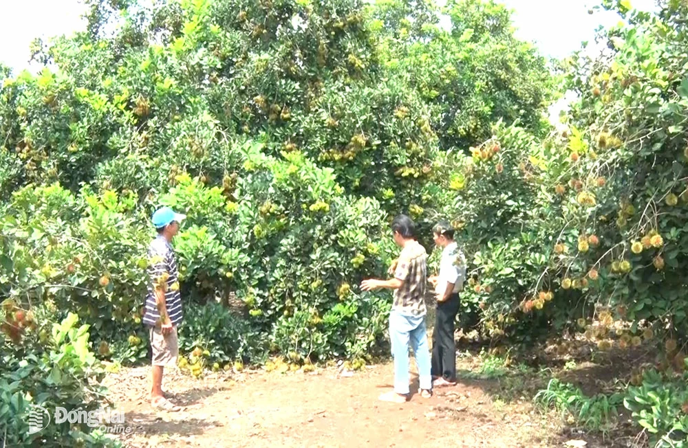 1. Nhà vườn ở xã Bình Lộc (thành phố Long Khánh) chuẩn bị cho mùa trái chín. Ảnh: Minh Sang