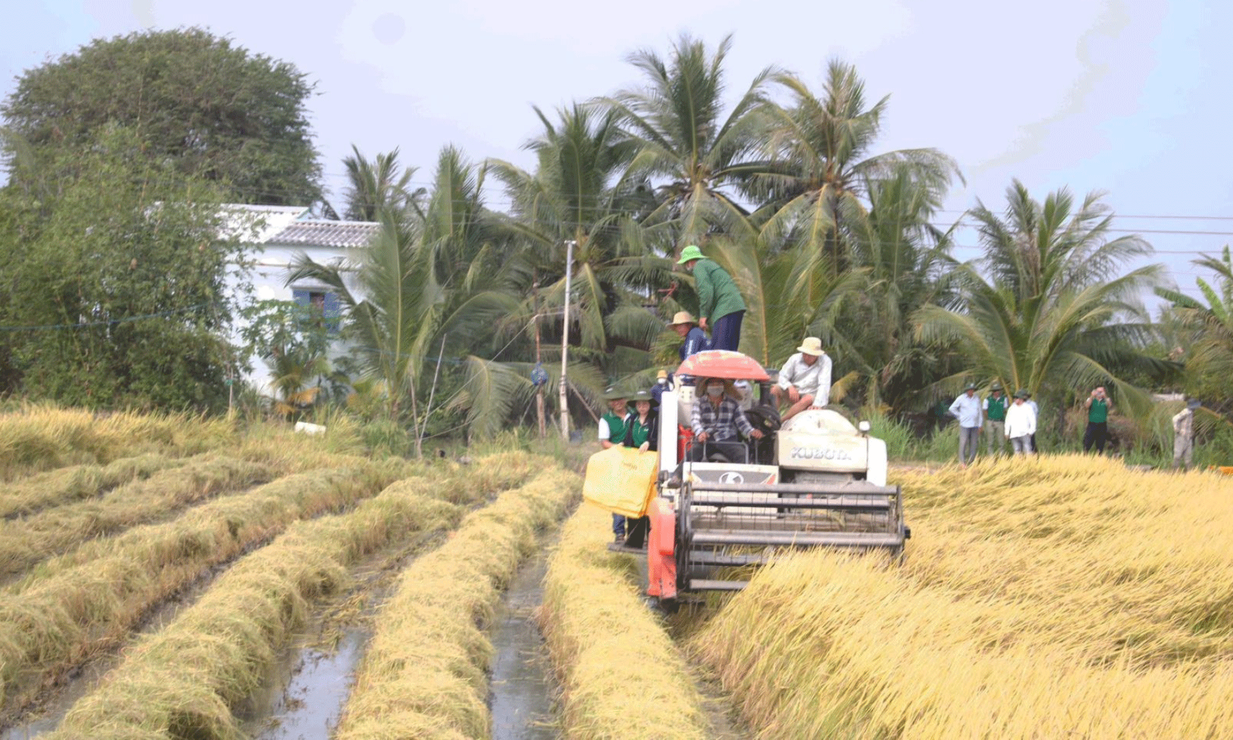 Nông dân đẩy mạnh thu hoạch lúa với kỳ vọng năng suất sẽ tăng.