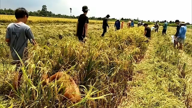 VIDEO: Cả xóm ở miền Tây rộn ràng săn chuột đồng - Ảnh 4.