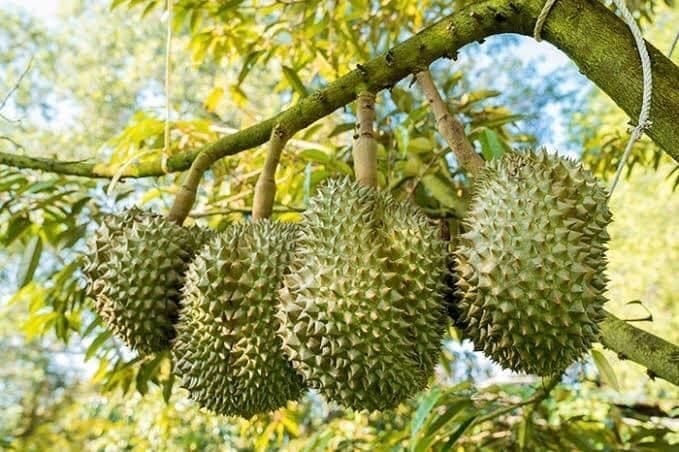 Giá sầu riêng hôm nay 185 Đồng loạt tăng