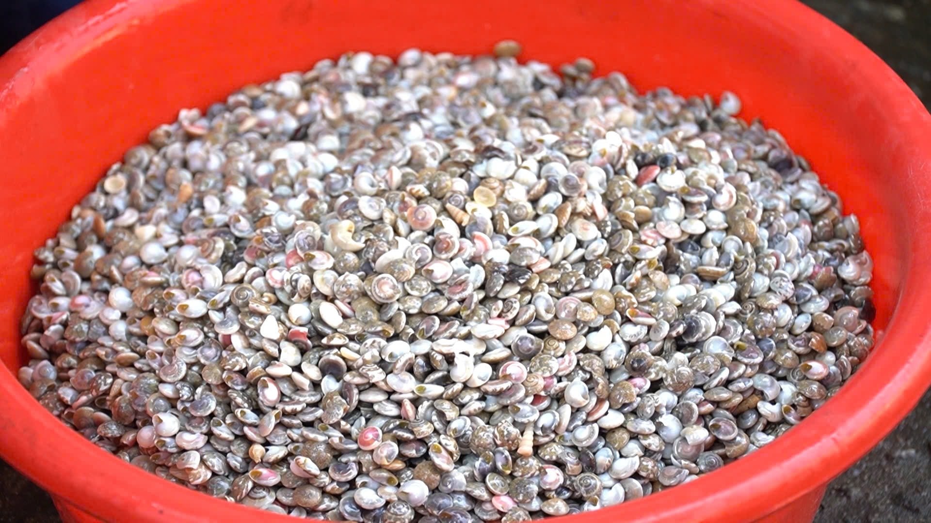 ốc lễ