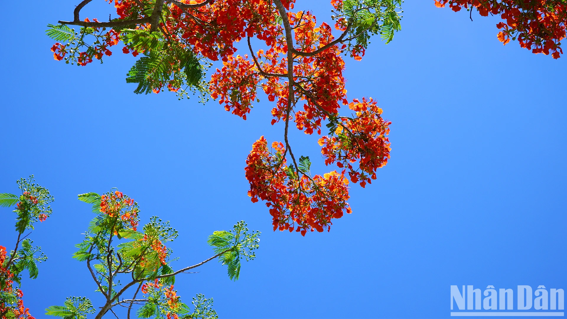 [Photo] Walking on the royal poinciana flower road in the West photo 6
