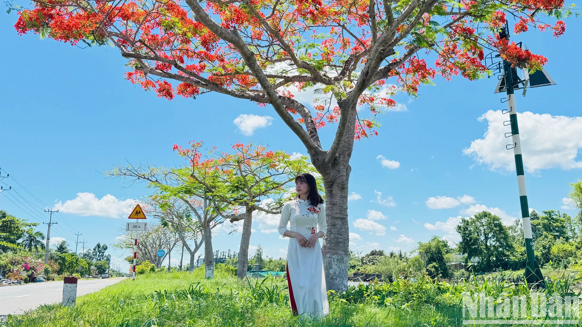 [Photo] Walking on the royal poinciana flower road in the West photo 2