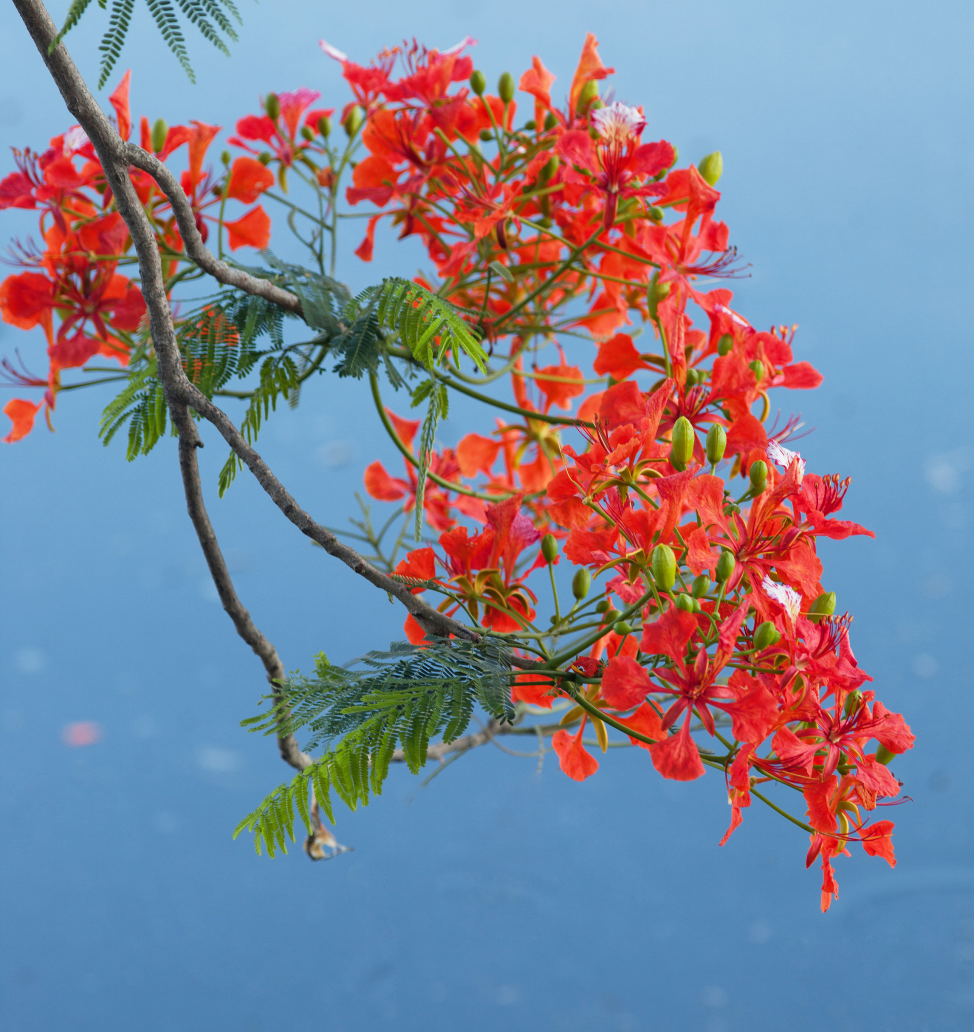 Royal poinciana flowers bloom in May. Photo: Contributor