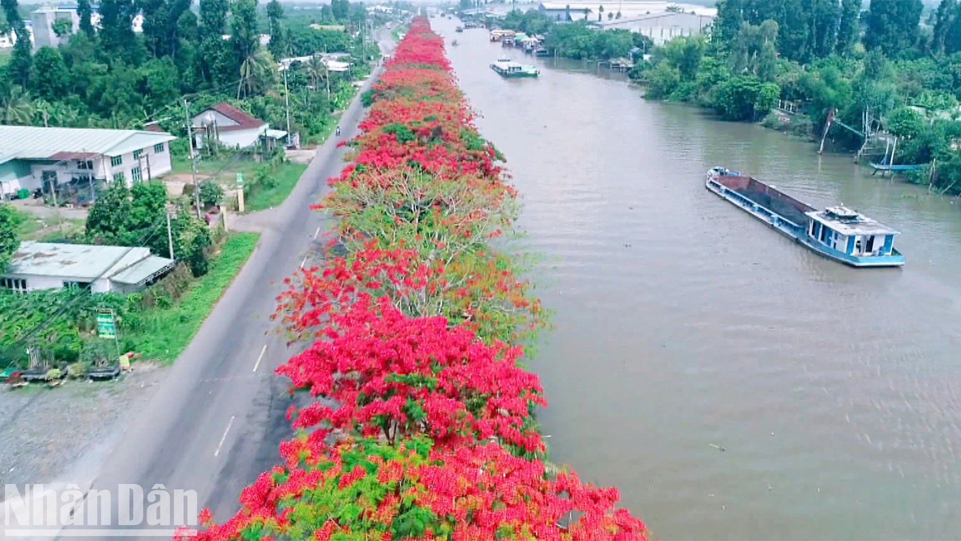 [Photo] Walking on the royal poinciana flower road in the West photo 3