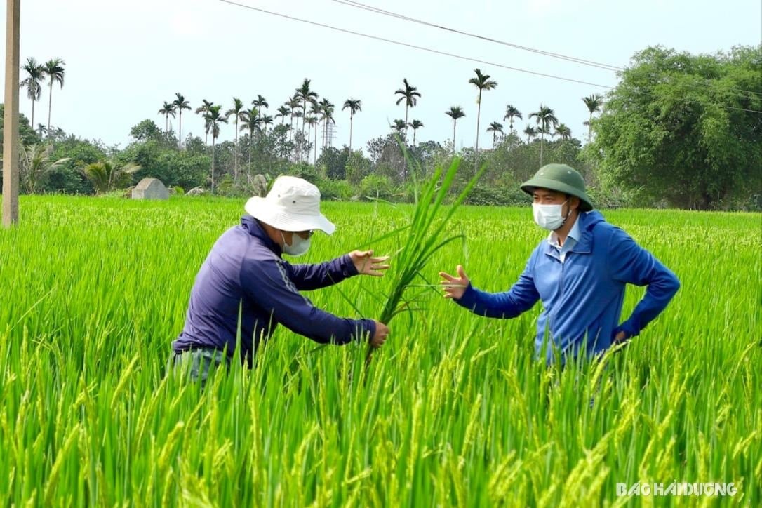 ការស៊ើបអង្កេត-after-disease-hailing(1).jpg