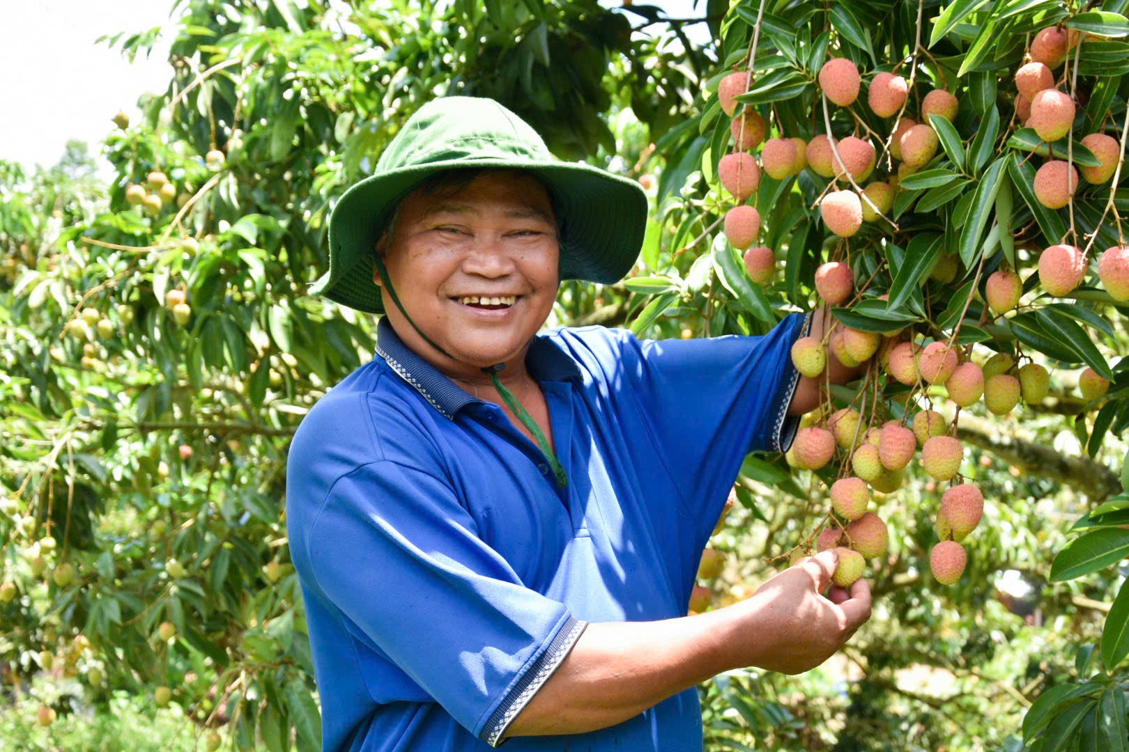 Ông Nguyễn Đình Đãi là người đưa cây vải về gắn bó trên đất Đạ Rsal