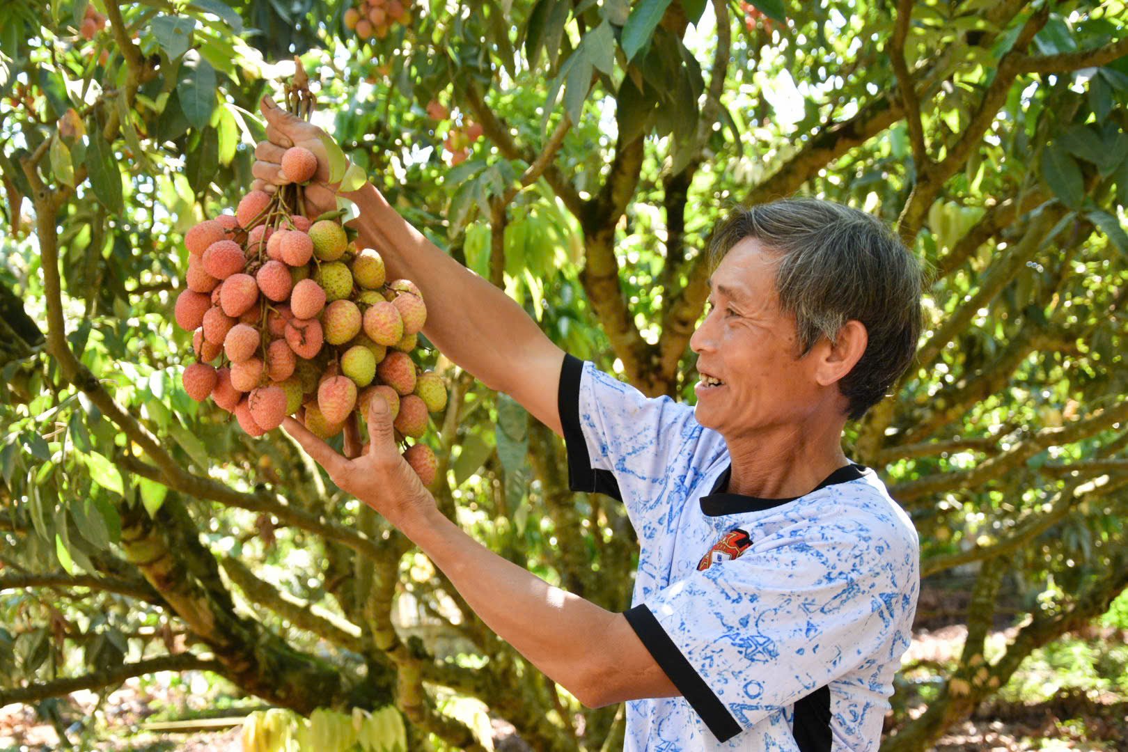 Vải u hồng ngày càng đạt chất lượng cao