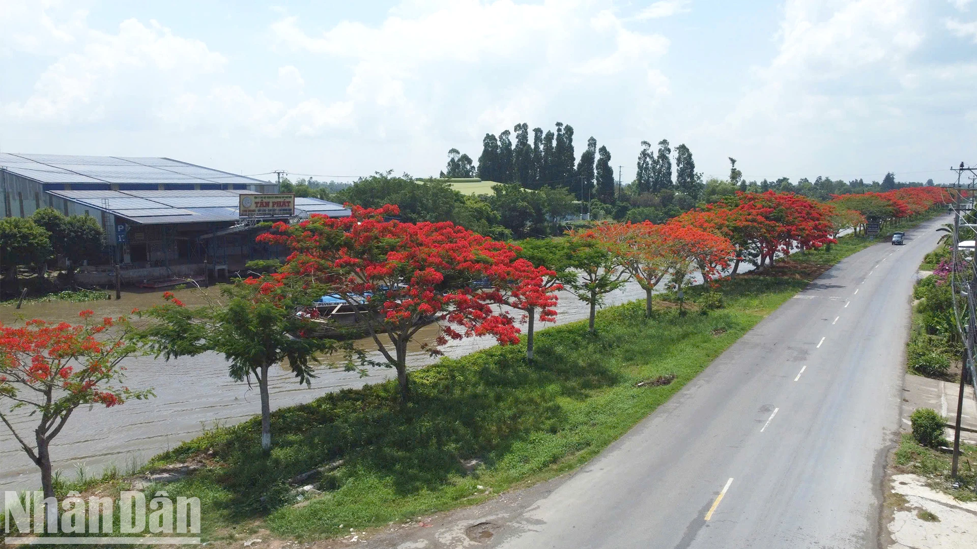 [Photo] Walking on the royal poinciana flower road in the West photo 4