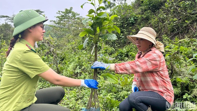 “Rừng xanh lên” - Hành trình gìn giữ thiên nhiên, vun đắp tương lai ảnh 1