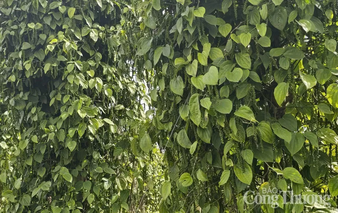 Giá tiêu hôm nay 18/5/2025: thị trường neo mức cao
