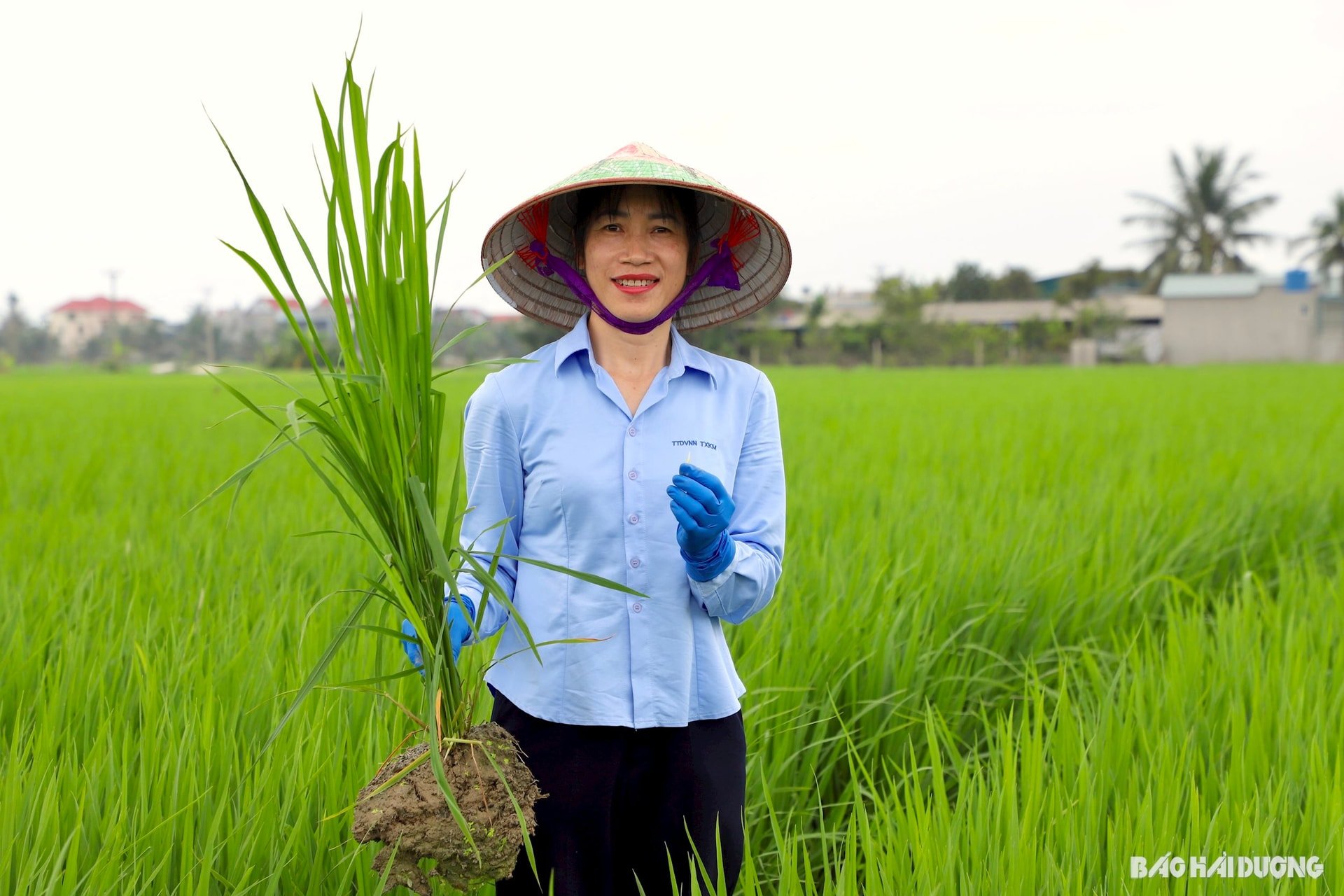 ង្វៀន-ធី-ឡាន.jpg