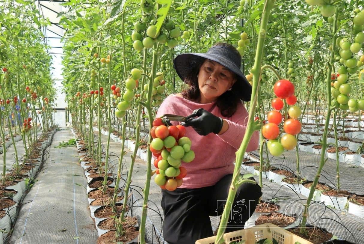Nông nghiệp công nghệ cao là một trong những lợi thế hàng đầu của Lâm Đồng