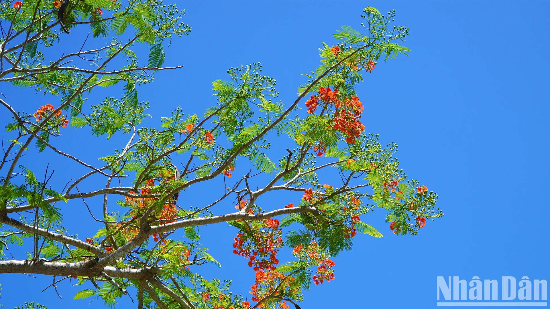[Photo] Walking on the royal poinciana flower road in the West photo 7
