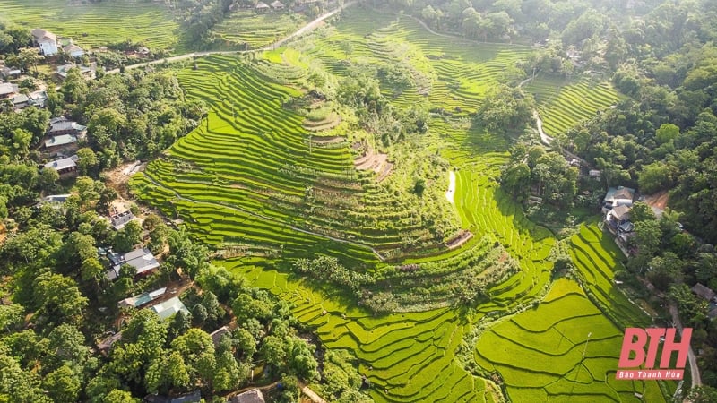 Pù Luông: Mùa vàng đang gọi