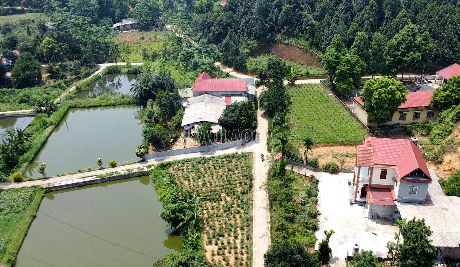 baolaocai-c_333.jpg