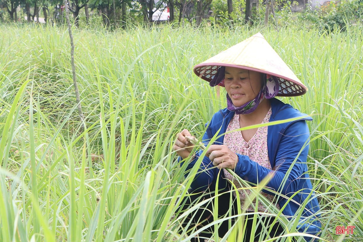 Chị Hà Thị Vinh - thành viên tổ hợp tác chia sẻ: &quot;Cây sả bén rễ trong vườn hộ của gia đình đã nhiều năm nay nhưng chủ yếu là trồng tự phát. Tuy nhiên, từ đầu năm lại nay, khi chính quyền địa phương thành lập tổ hợp tác thì gia đình tôi cũng đầu tư sản xuất quy mô hơn. Hiện nay, trong vườn nhà có 4 sào sả đã cho thu hoạch. Tôi đang tiếp tục mở rộng diện tích, trồng thêm 3 sào&quot;.