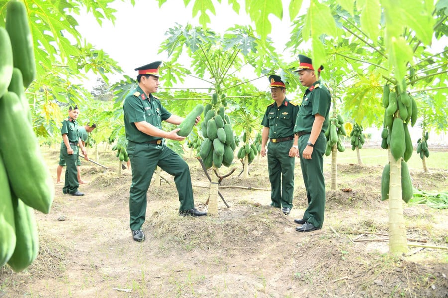 nhung-cay-du-du-triu-trai-tai-su-doan-9-anh-dvcc.jpg
