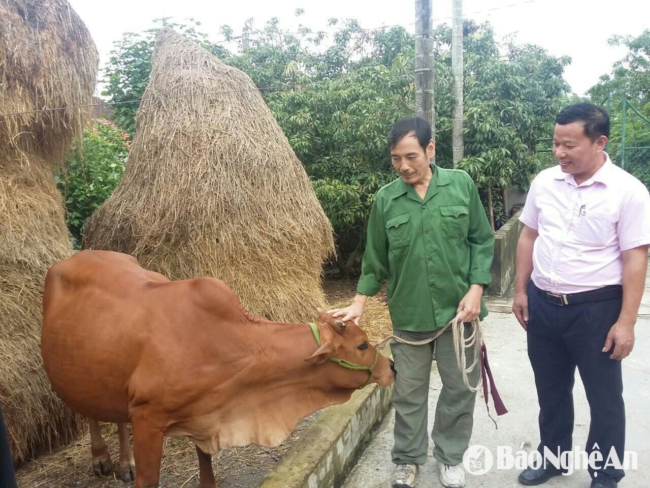 nam đàn 2