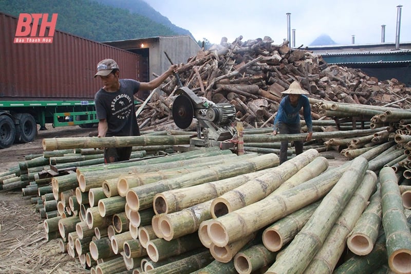 Replicating effective cooperative models in Quan Hoa district