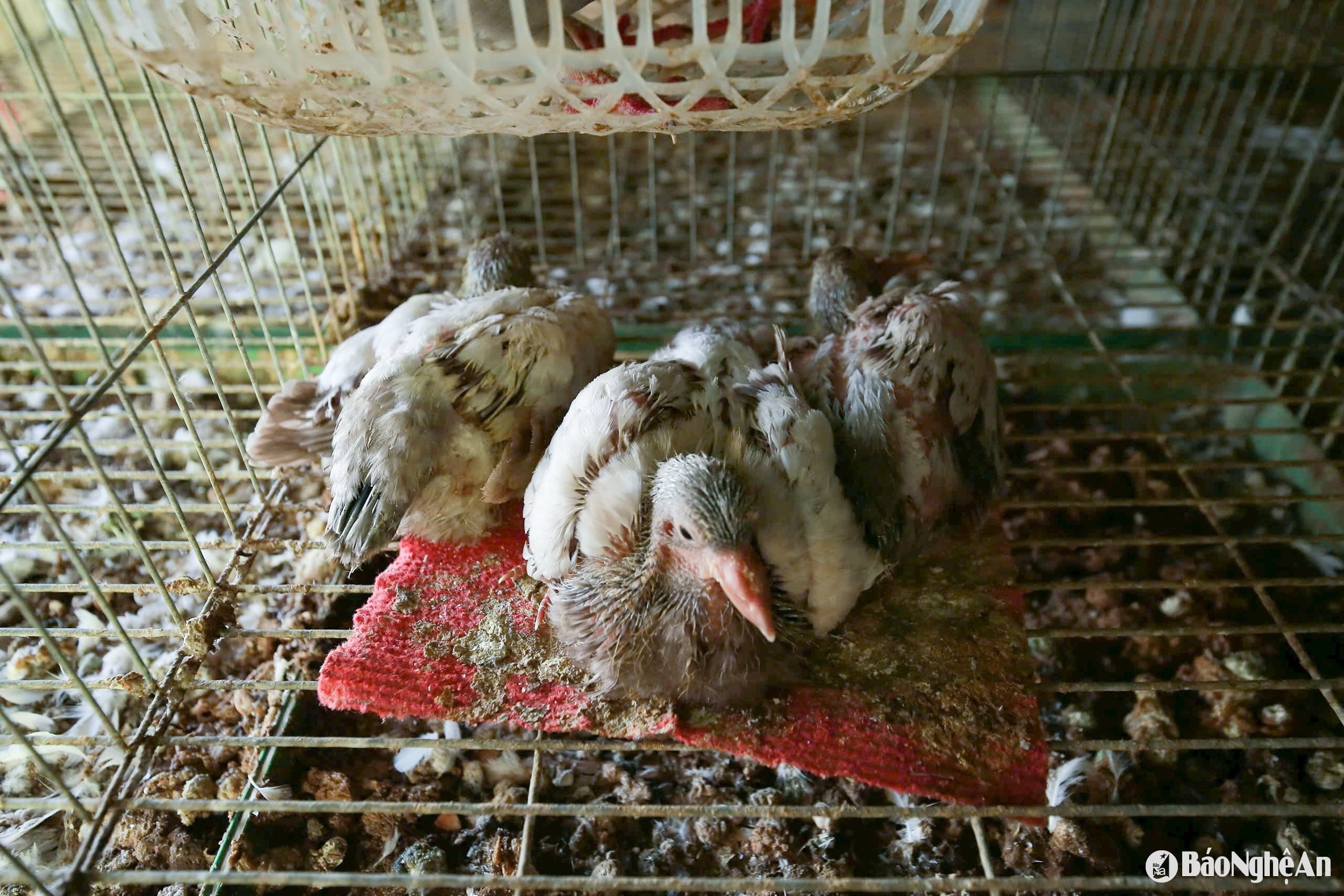 ចេញពីជង្រុក